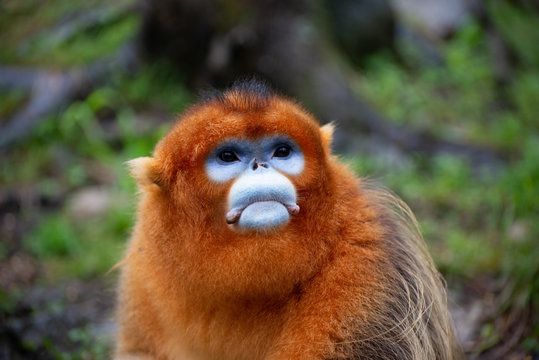 male golden snub nosed monkey in china