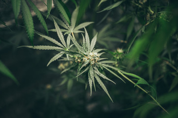 Bush Flowering herb hemp with seeds and flowers. Concept breeding of marijuana, cannabis,...