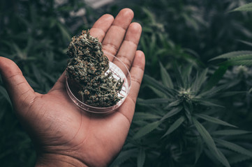 Bush Flowering herb hemp with seeds and flowers. Concept breeding of marijuana, cannabis,...