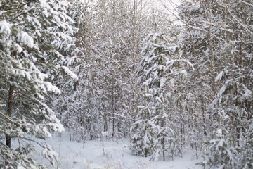 Winter Snow forest tree Chelyabinsk