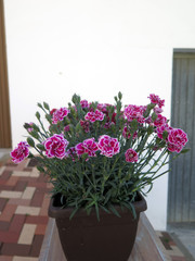 Flowerin Sweet William plants in winter sunshine