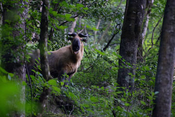 Golden Takin eating leaves in the forest