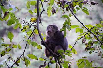 tibetan macaque in a tree with forest background