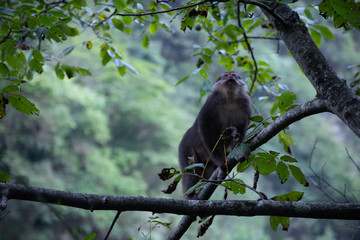 tibetan macaque in a tree with forest background