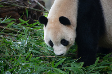 Fototapeta premium giant panda investigating bamboo sichuan china