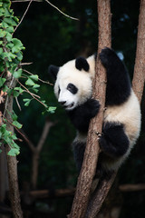 giant panda baby playing in a tree
