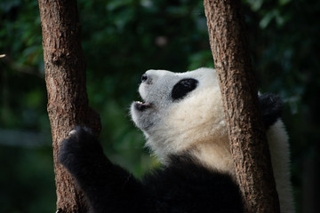 giant panda baby playing in a tree
