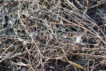In spring last year's dried flowers appear from under the melted snow