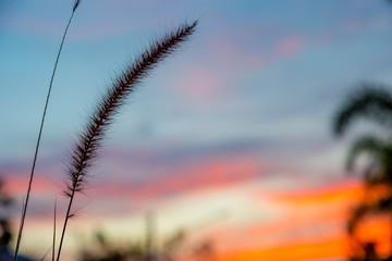 Dry grass with soft focus in golden sunset ligh with nature bokeh