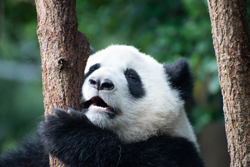 baby giant panda portrait in a tree