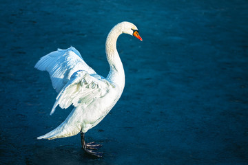 The mute swan (Cygnus olor)
