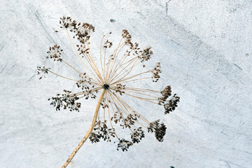 Umbrellas with dried dill in the background of a concrete wall