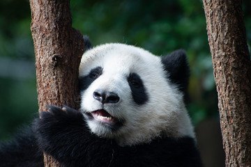 baby giant panda portrait in a tree
