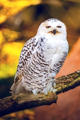 The snowy owl (Bubo scandiacus)