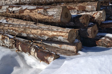 birch logs are piled up in the snow