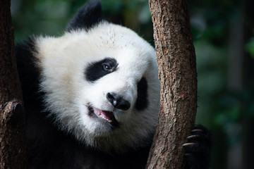 baby giant panda portrait in a tree