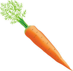Fototapeta Young ripe carrots obraz