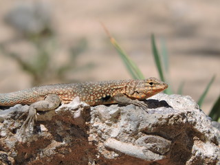 lizard on rock