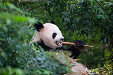 giant panda enjoying bamboo in china
