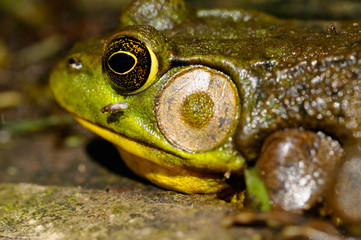 Close up of a male green frog waiting for prey while being bitten by mosquitoes