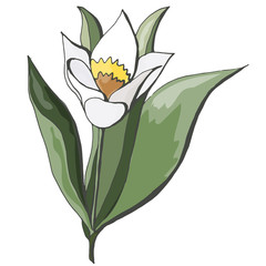 Hand drawn color vector flower