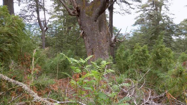 Wild patagonian forest near Villa la Angostura, Neuquen province, Argentina.