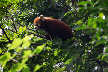 Obraz premium red panda in trees in sichuan china