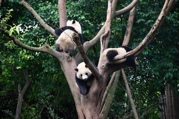 giant panda cubs playing in the trees