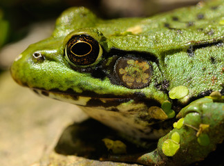 Close up of a female green frog eye and tympanum stalking prey by a pond