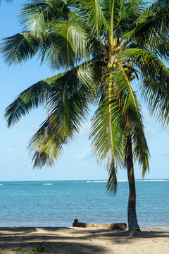Palmeira na beira da praia