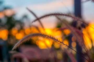 Dry grass with soft focus in golden sunset ligh with nature bokeh