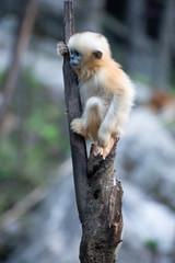 golden snub nosed monkeys in qinling mountains shaanxi
