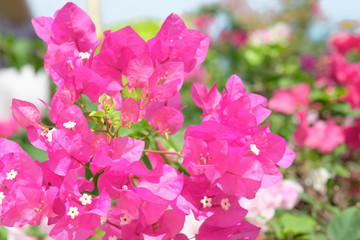 Pink bougainvillea flower Bright bloom in the sun,Selective focus