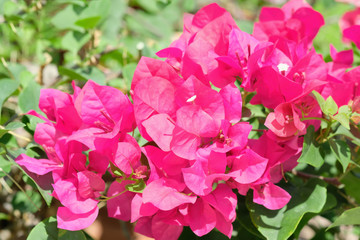 Pink bougainvillea flower Bright bloom in the sun,Selective focus
