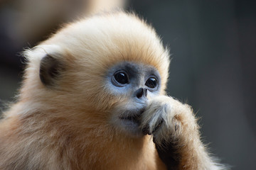 young golden snub nosed monkey sichuan china