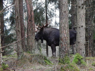 moose in yellowstone national park