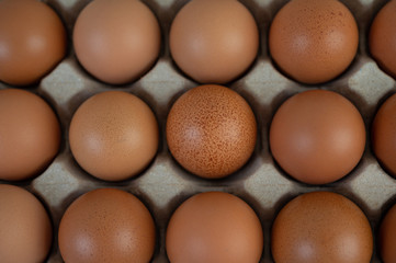 Chicken eggs placed on an egg tray. Close-up.