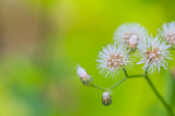 Dandelion with flying seeds on green nature