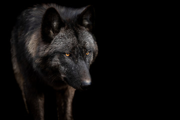 Obraz premium Black wolf with a black background