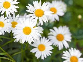 Beautiful white daisy flowers in sunny day