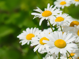 Obraz na płótnie Canvas Beautiful white daisy flowers in sunny day