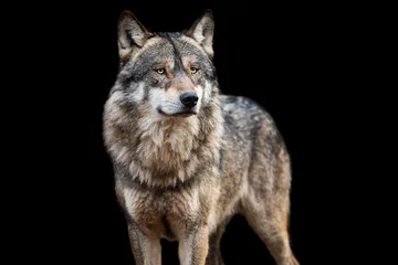 Foto op Plexiglas Grey wolf with a black background © AB Photography