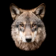 Deurstickers Grijze wolf met een zwarte achtergrond © AB Photography
