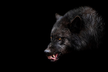 Black wolf with a black background © AB Photography