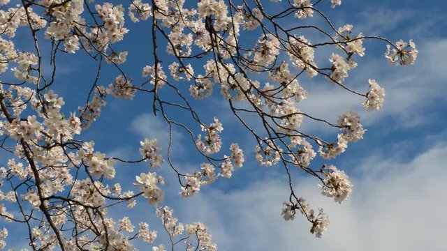 Cherry Blossom tree aiming high for the blue sky 