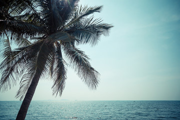Fototapeta na wymiar Coconut, sky and sea in sunny day on vacation holiday