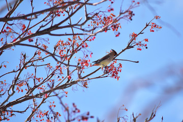 ヒレンジャクとナナカマドと青空