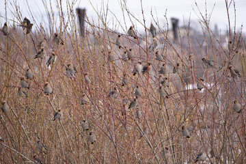 細かい枝に止まるキレンジャクの群れ