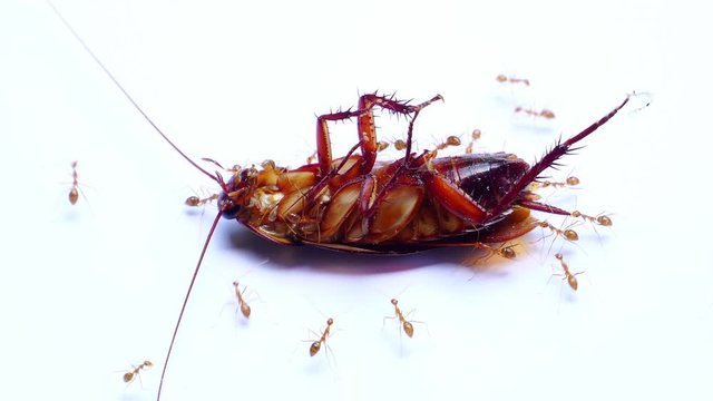 Cockroach die and ants on white background, Ants kill cockroaches