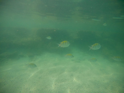 Corais de S&atilde;o miguel dos milagres